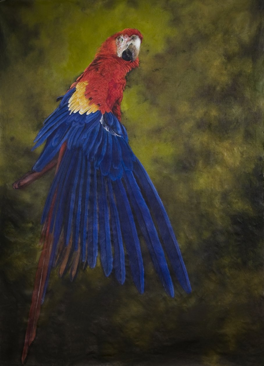 Guacamayo escarlata 2, 2009 (acrílico sobre lino) de Odile Kidd