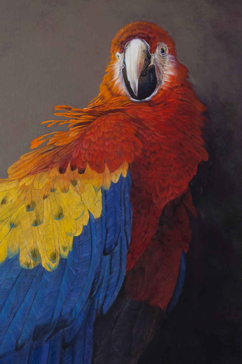 Guacamaya roja 3 (detalle), 2014 (acrílico sobre lino) de Odile Kidd