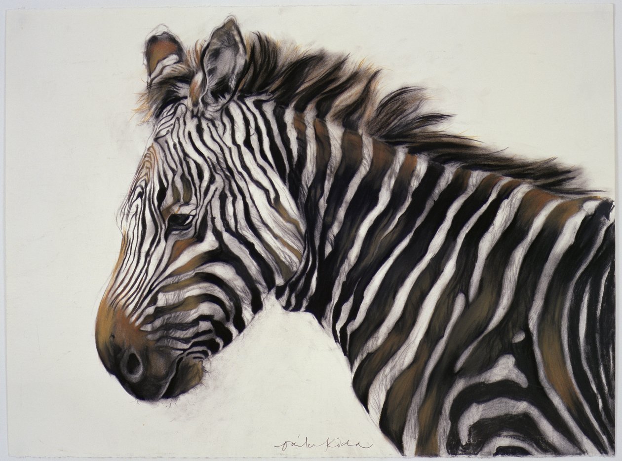 Zebra, 2002 (carboncillo y tiza) de Odile Kidd