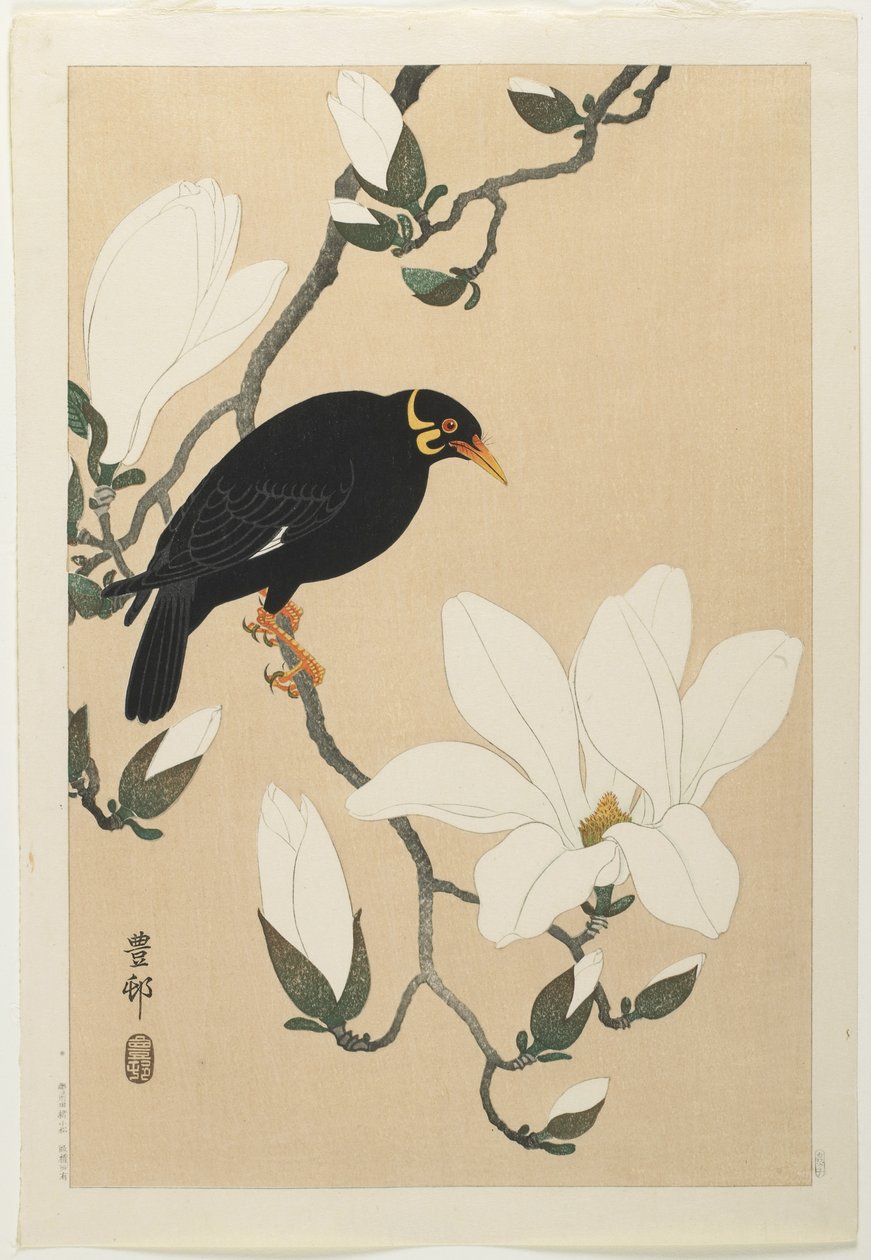 Mainá de colina en una rama de magnolia, mediados del siglo XX de Ohara Koson