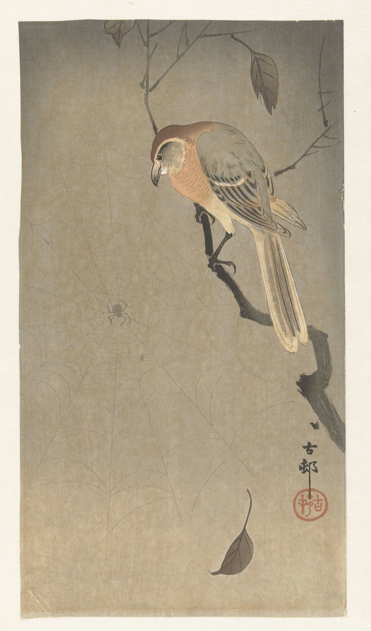 Alcaudón cabeza de búfalo y araña de Ohara Koson