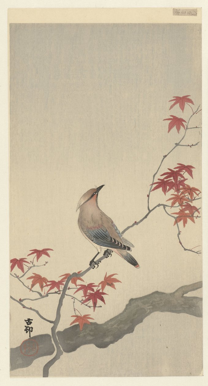 Waxwing japonés en arce. de Ohara Koson