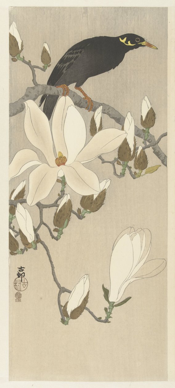 Myna en la rama de magnolia de Ohara Koson