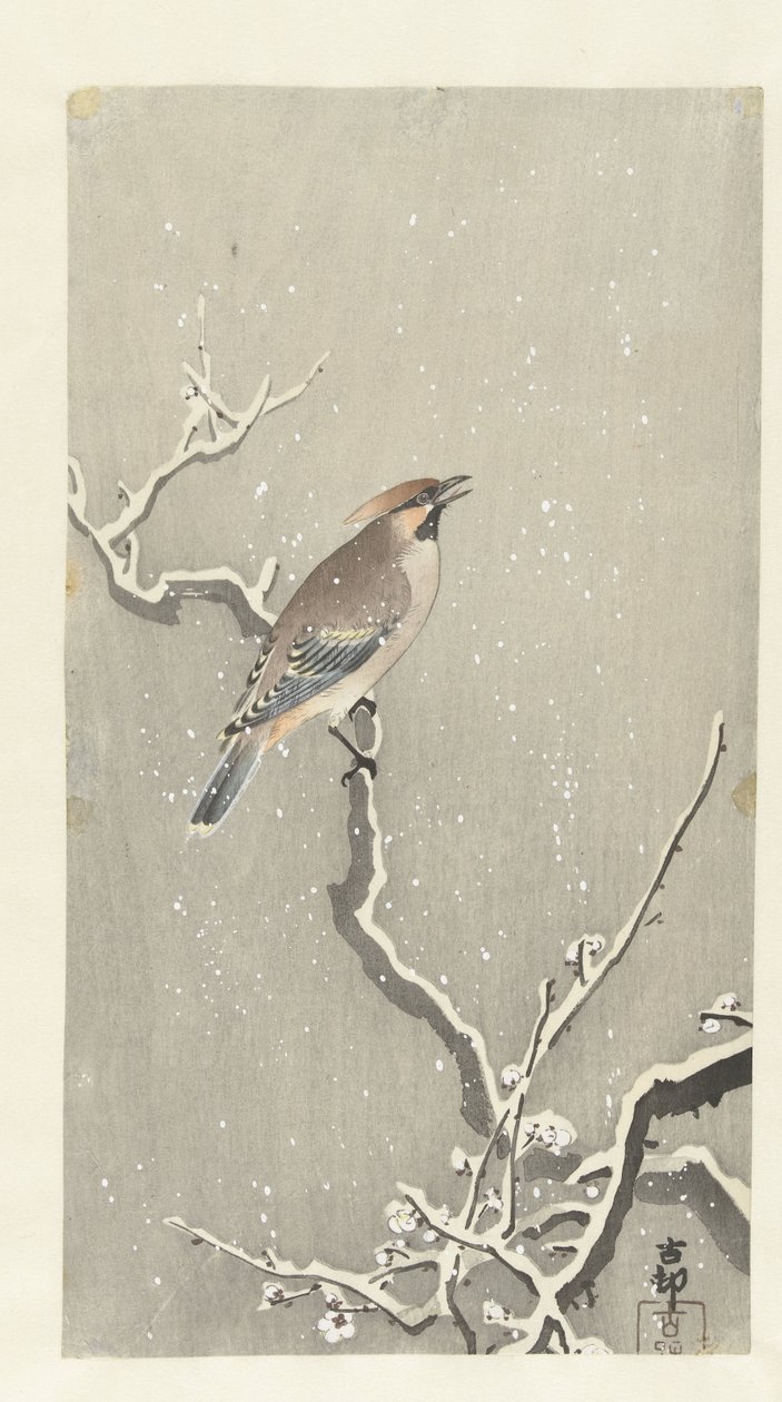 Waxwing en rama nevada de Ohara Koson