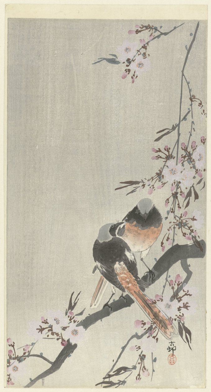 Dos colirrojos siegel con flor de cerezo de Ohara Koson