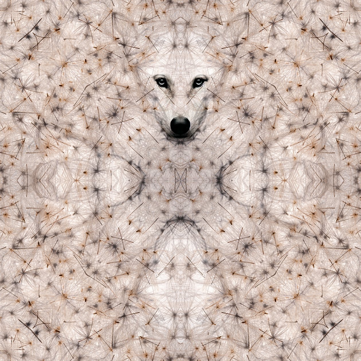 Semi lupus, 2023 (técnica mixta digital) de Olivia Gozzano