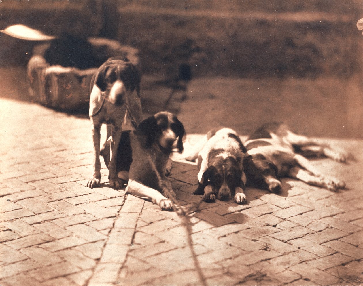 Perros de caza, c.1853 (grabado en sal) de Olympe Aguado