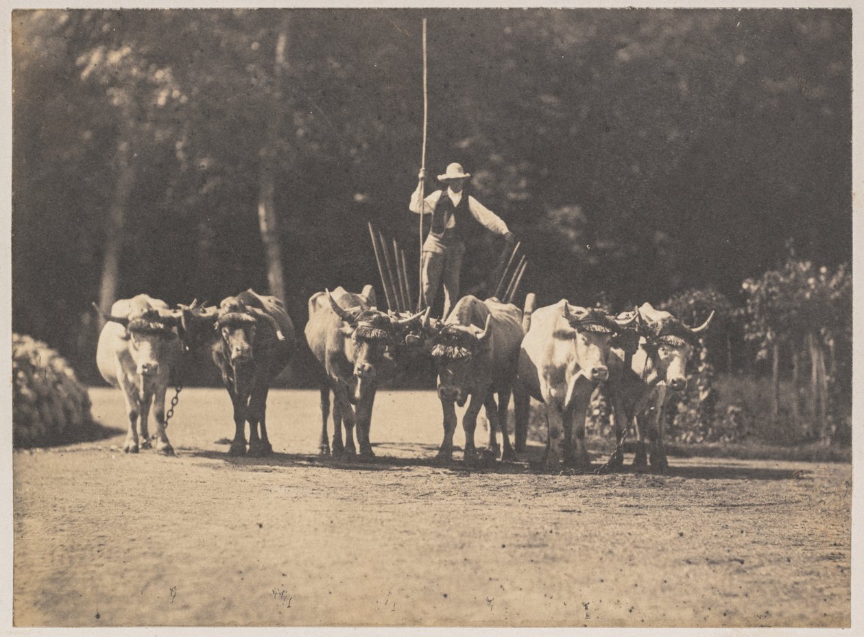 Six Oxen Team with their Driver de Olympe Aguado