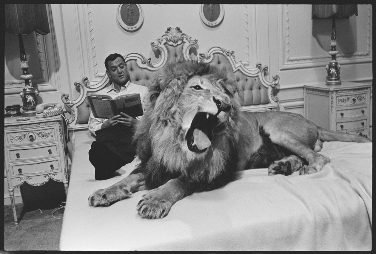 Tony Randall con león (Zamba), en el set de 