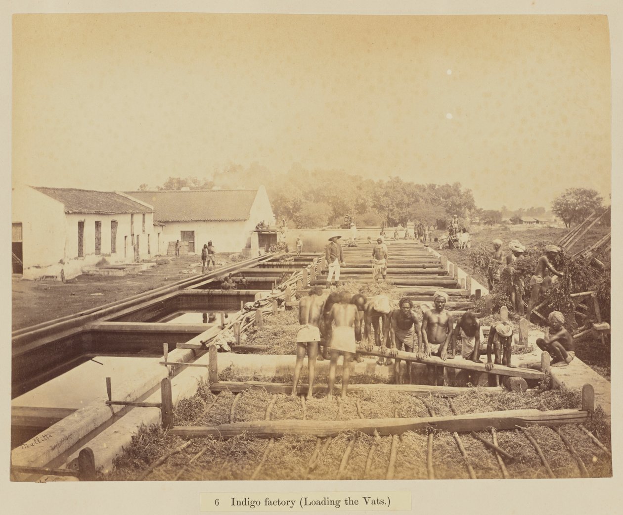 Fábrica de añil (cargando las cubas) de Oscar Jean Baptiste Mallitte