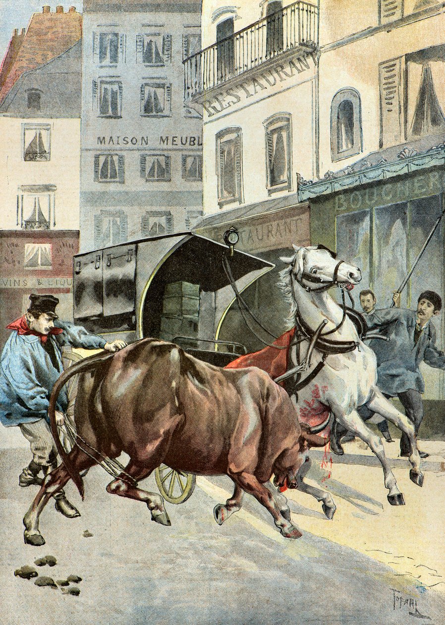 un toro se escapa de su guardián,1895 (Ilustración) de Oswaldo Tofani