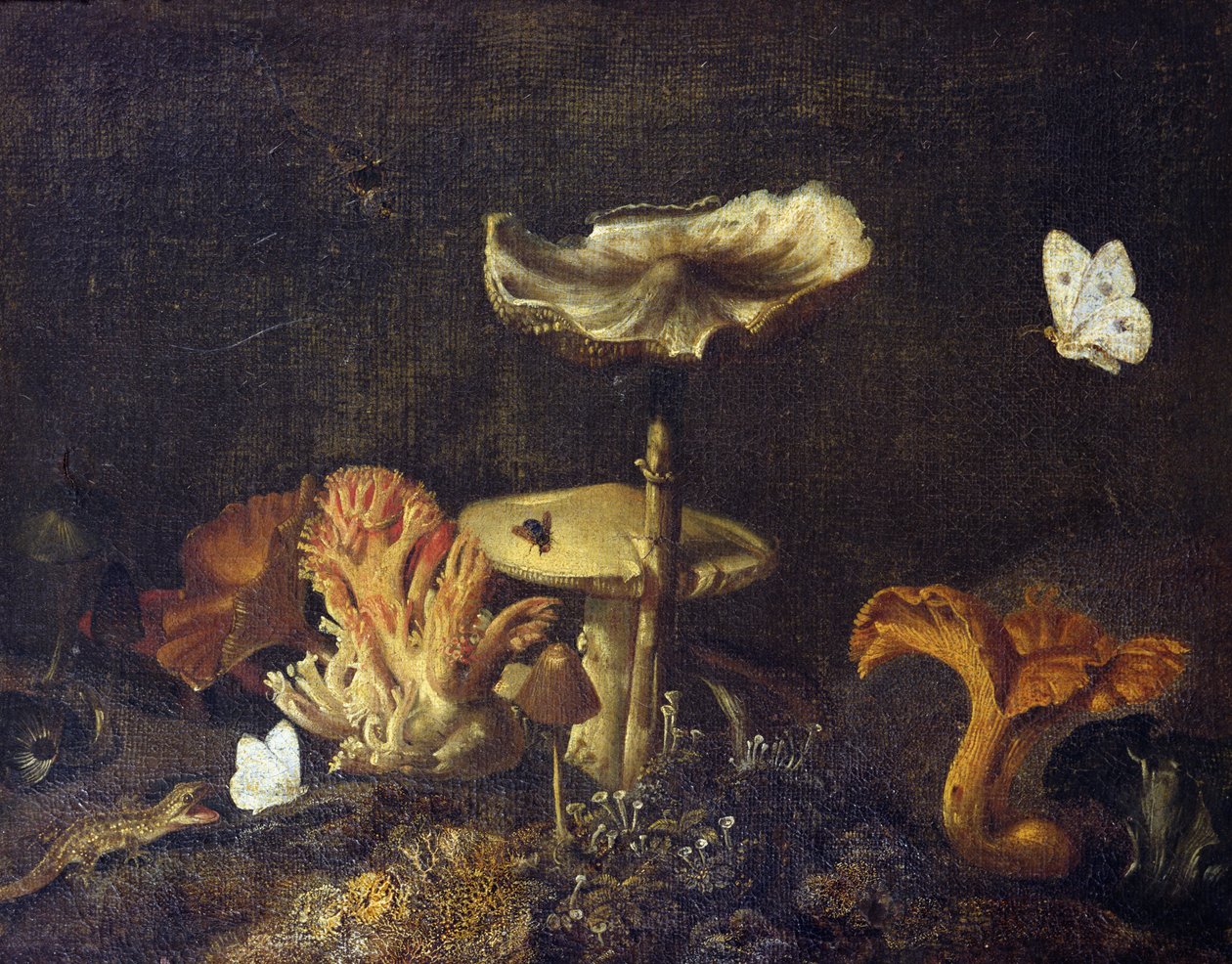 Naturaleza muerta con hongos y mariposas de Otto Marseus  van Schrieck