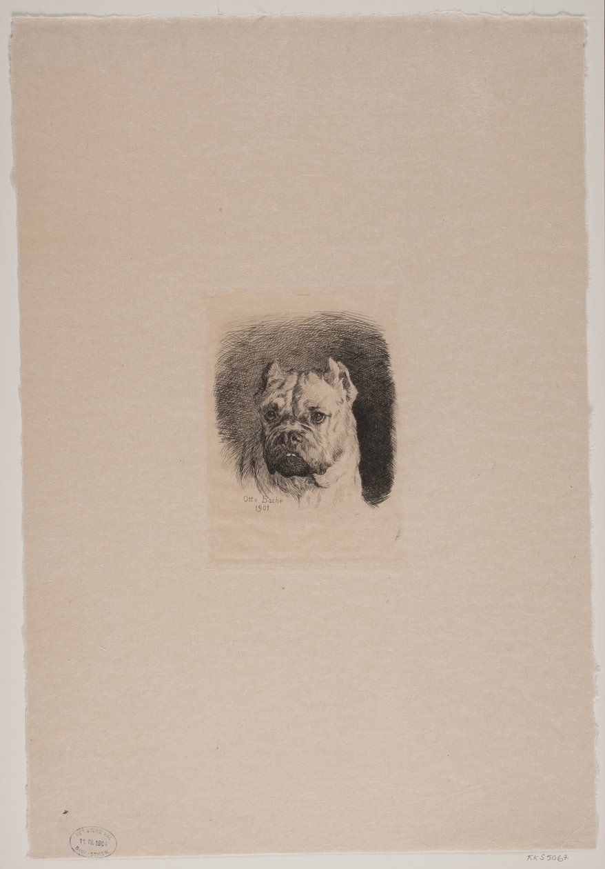Cabeza de perro de Otto Bache