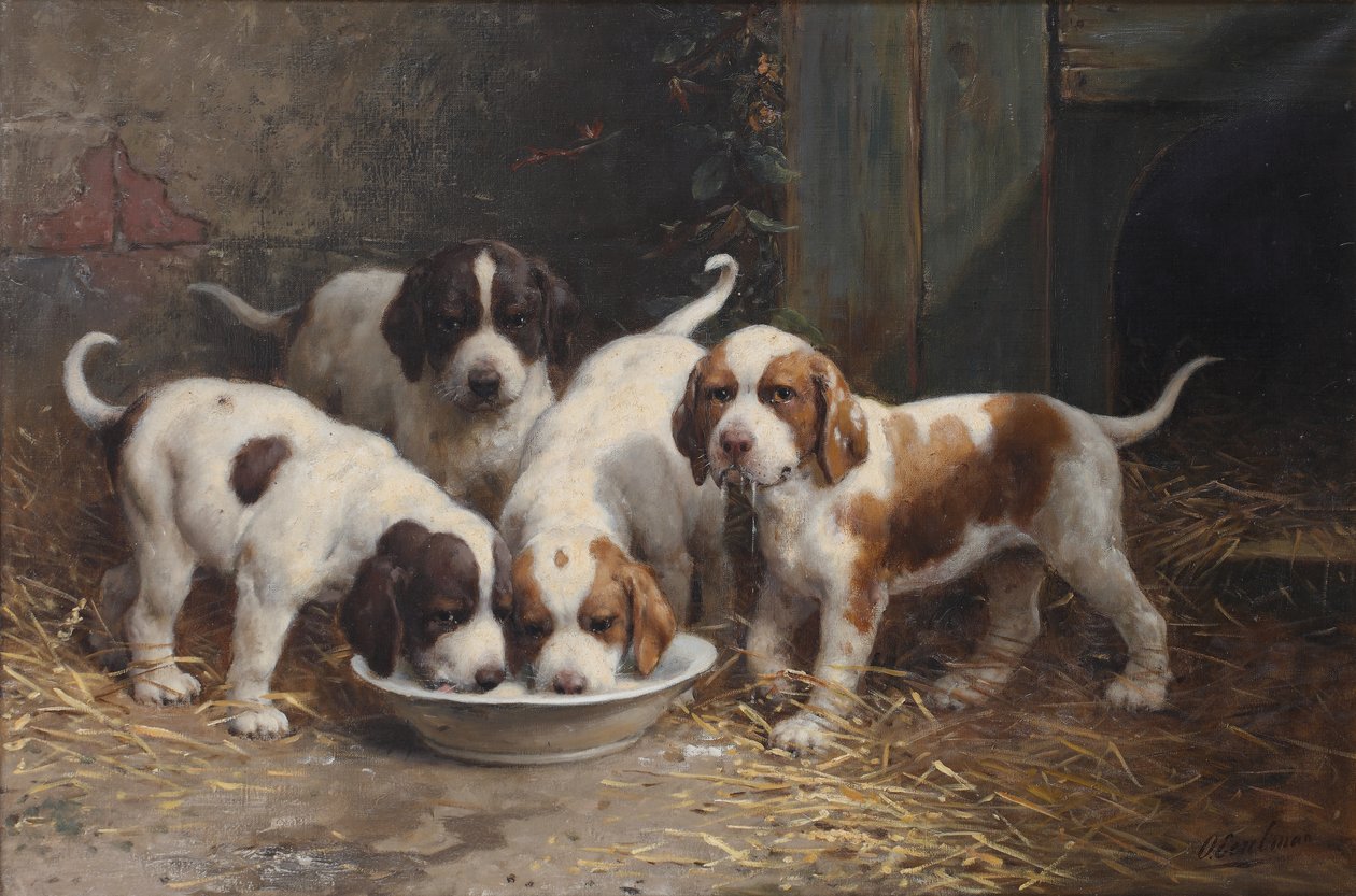 Cachorros de San Bernardo bebiendo leche de Otto Eerelman