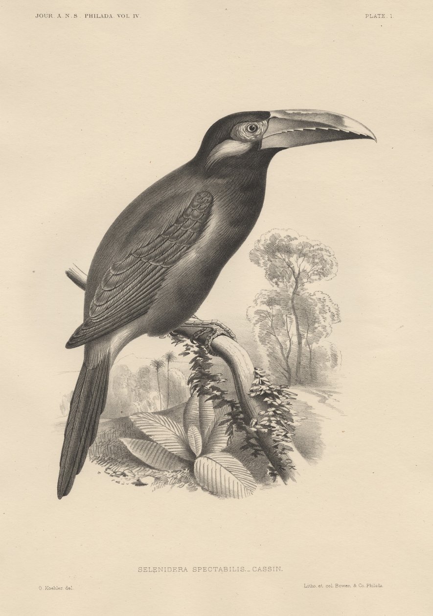 Selenidera Spectabilis, litografía por Bowen y Co., 1850 de Otto Koehler