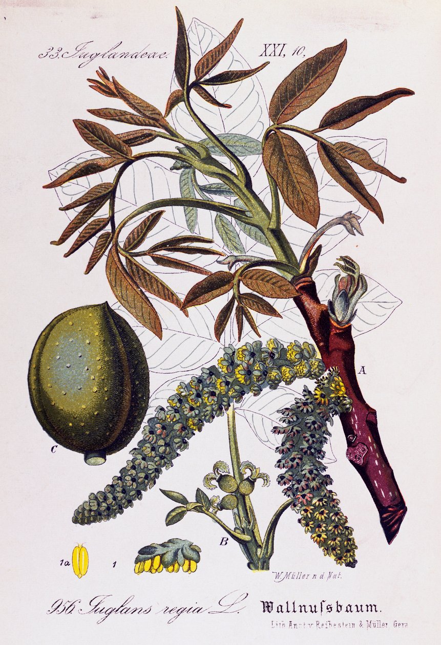 Hojas, frutos y flores del nogal persa o nogal inglés (Juglans regia), obra de Otto Wilhelm Thome (1840-1925) de Flora von Deutschland, Osterreich und der Schweiz (Flora de Alemania, Austria y Suiza). de Otto Wilhelm Thome