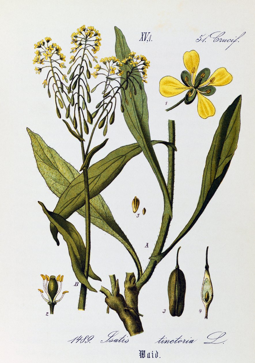 Hojas, frutos y flores de woad o glastum (Isatis tinctoria), obra de Otto Wilhelm Thome (1840-1925) de Flora von Deutschland, Osterreich und der Schweiz (Flora de Alemania, Austria y Suiza) de Otto Wilhelm Thome