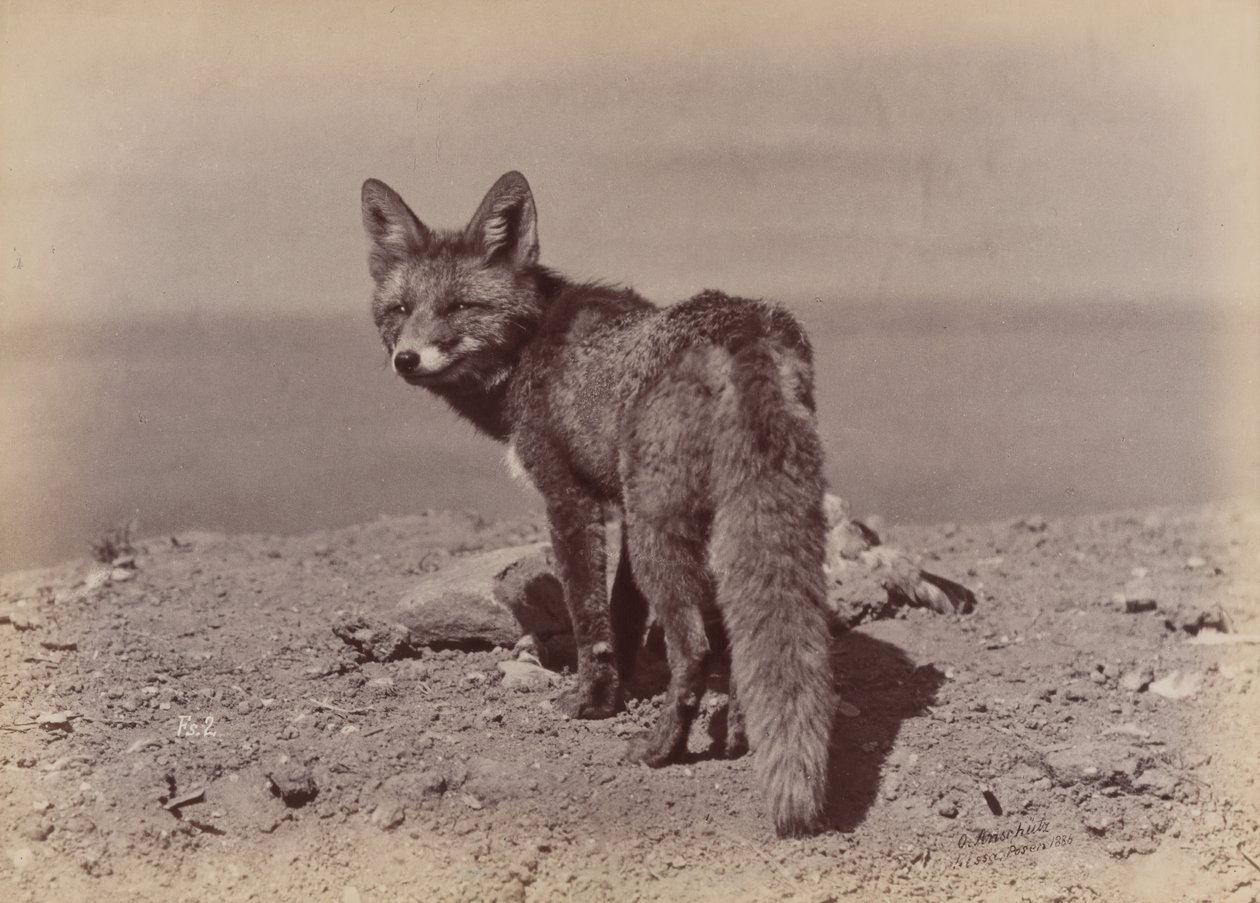 [Zorro], 1886 de Ottomar Anschütz