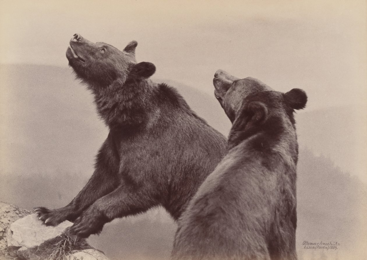 [Dos Osos], 1889 de Ottomar Anschütz