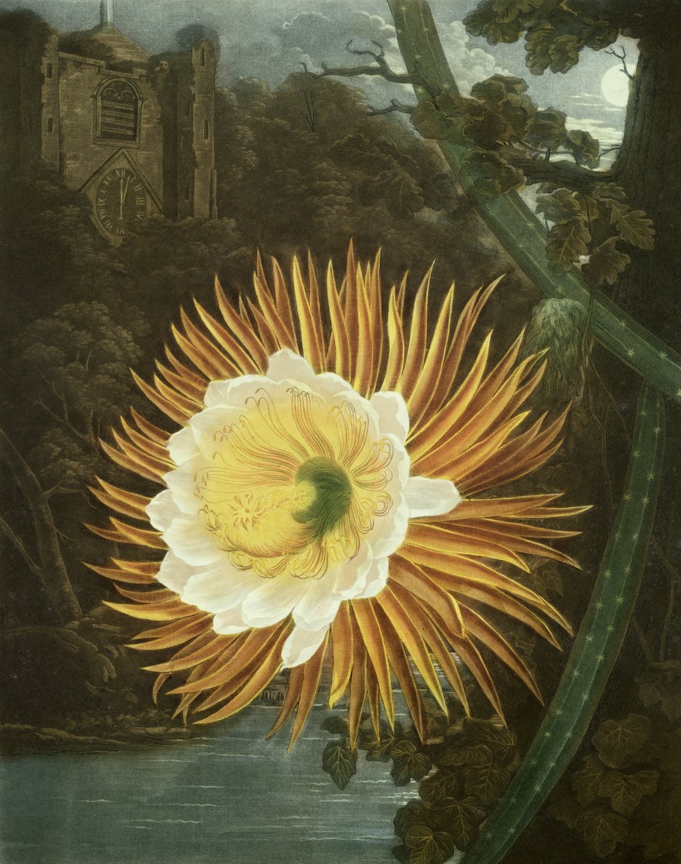 El Cereus Nocturno o Cactus de Flor Nocturna, grabado por Dunkarton, del 