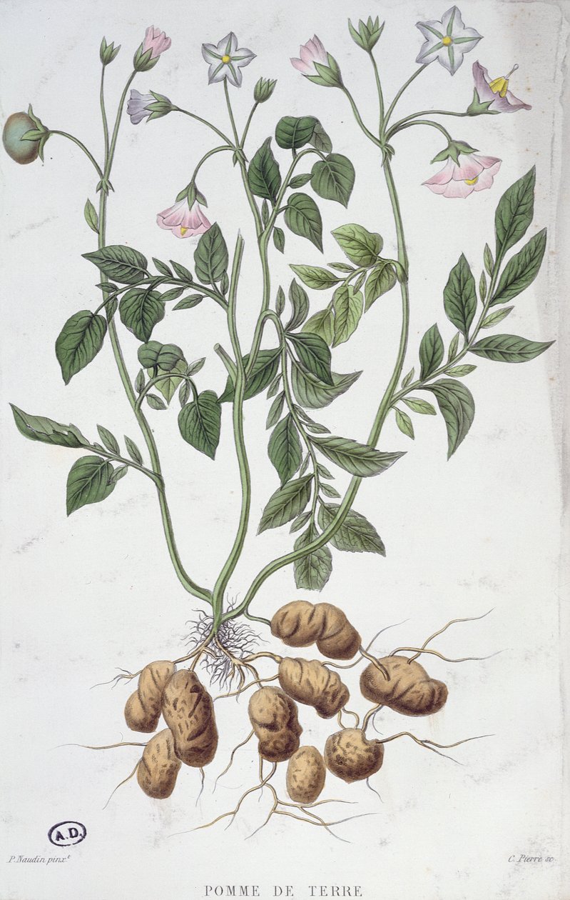 Flores de patata de P Naudin