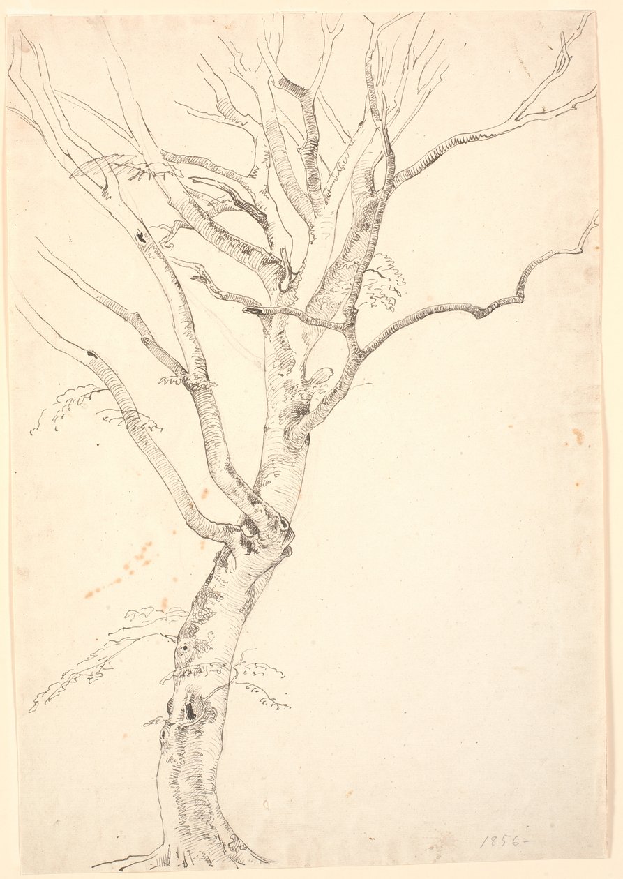 Árbol de haya deshojado de P.C. Skovgaard