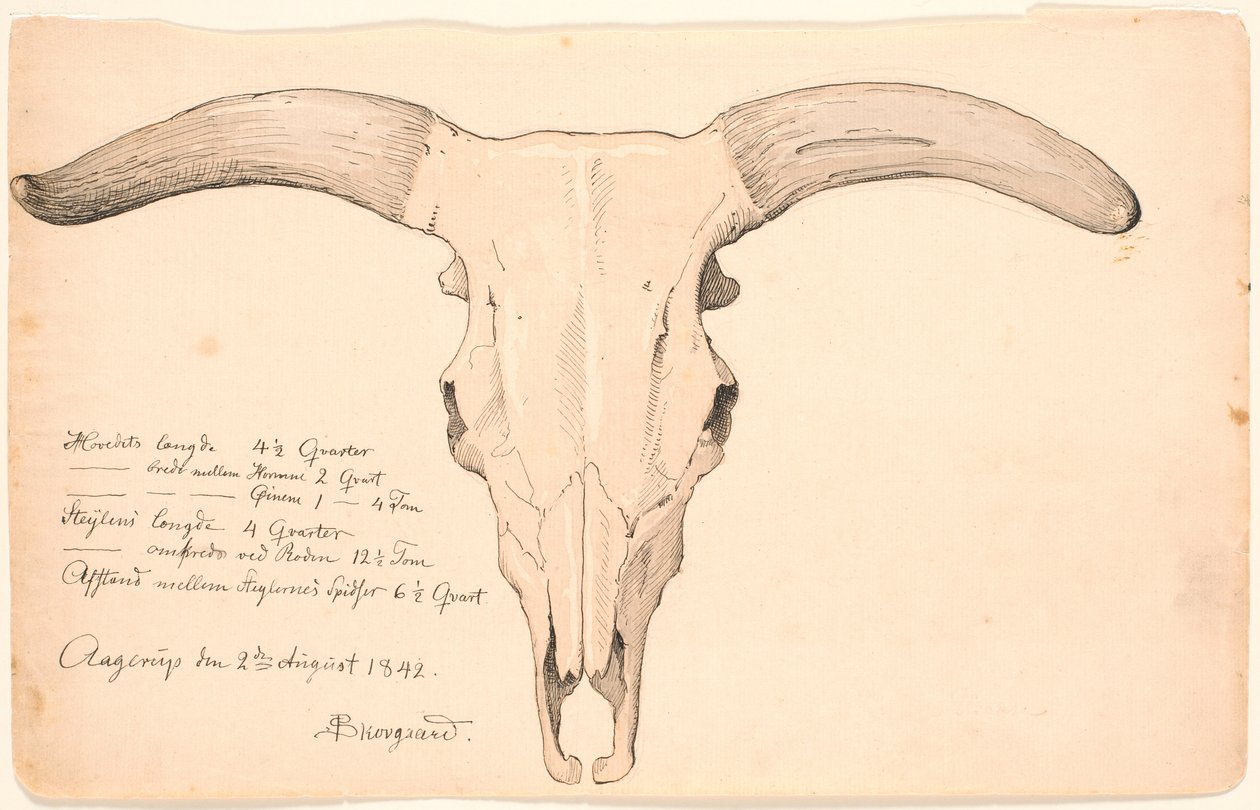 Cráneo de una vaca de P.C. Skovgaard