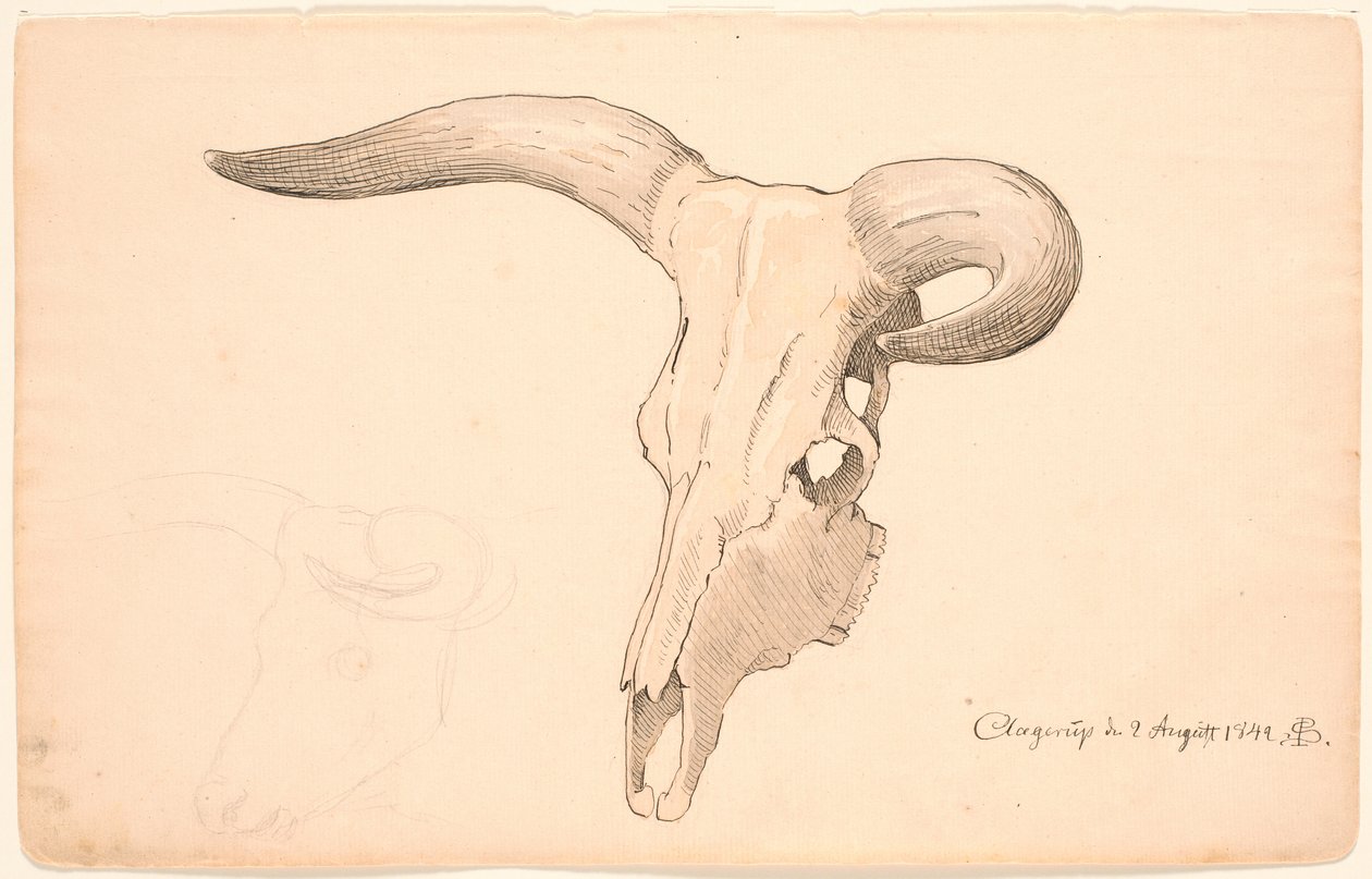 Cráneo de una vaca, en tres cuartos de perfil, el cuerno izquierdo curvado de P.C. Skovgaard