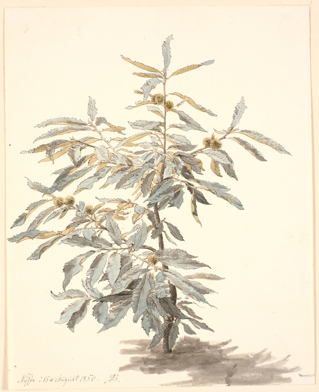 Estudio de un pequeño castaño de P.C. Skovgaard