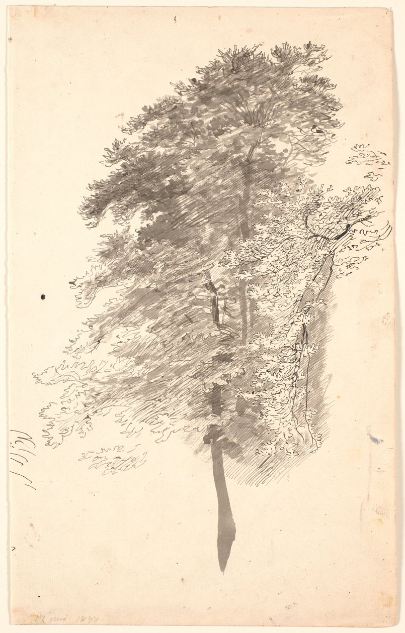 Estudio de árboles altos y delgados con follaje de P.C. Skovgaard