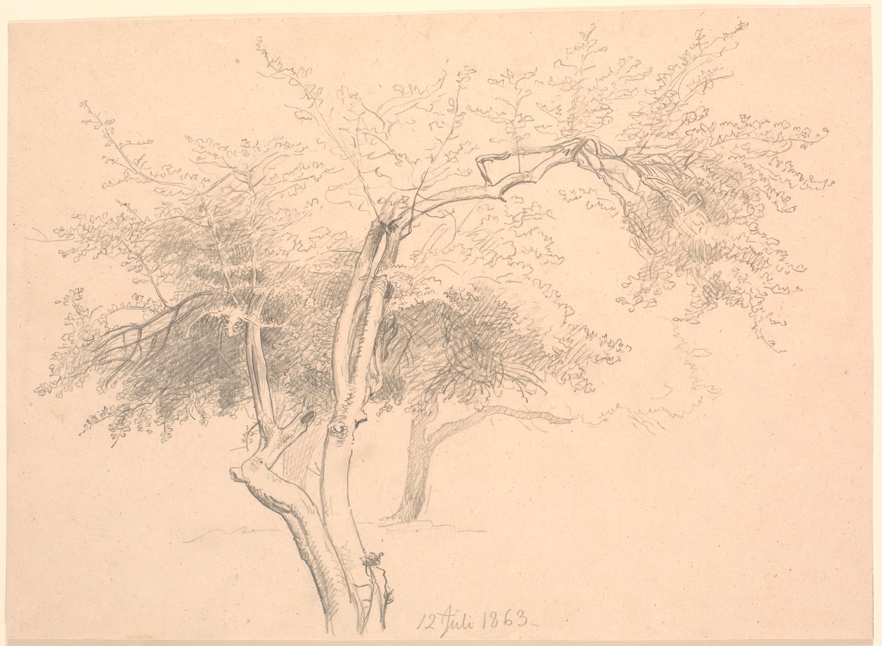 Estudio de copas de árboles de P.C. Skovgaard