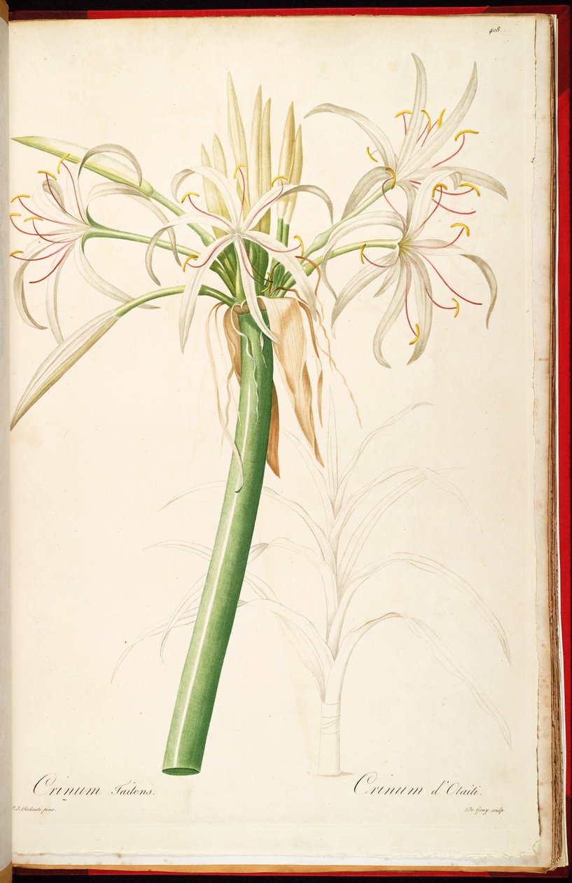 Crinum asiaticum var. pedunculatum de Pierre-Joseph Redouté