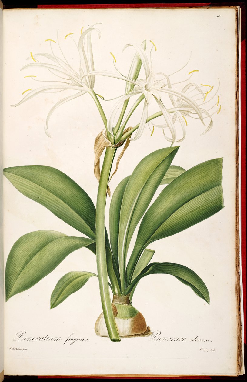 Hymenocallis fragrans de Pierre Joseph Redouté