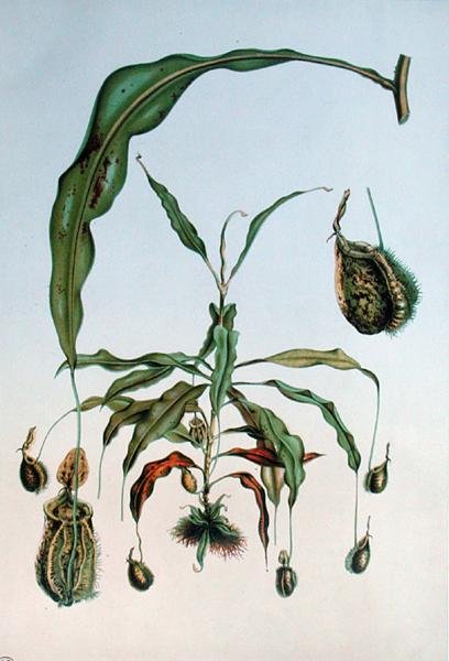 Nepenthes Hookeriana, lámina botánica de 