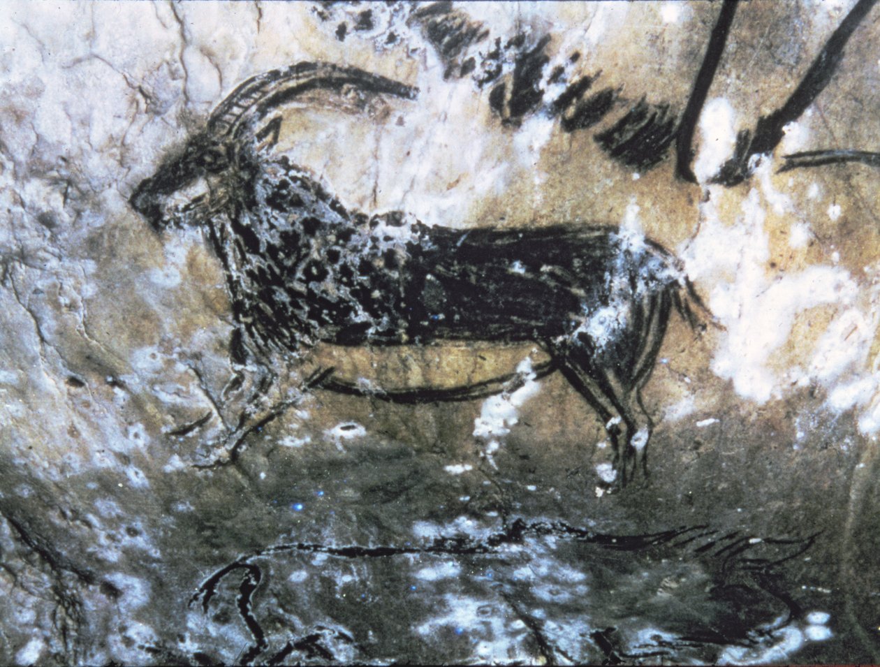 Cabra o Gamuza, pintura rupestre en la Sala Negra, Magdaleniense (pintura rupestre) de Paleolithic Paleolithic