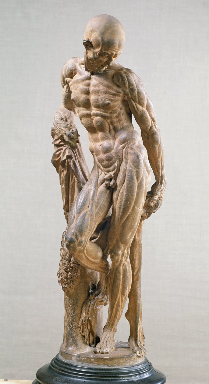 Hombre musculoso, 1569 de Paludanus