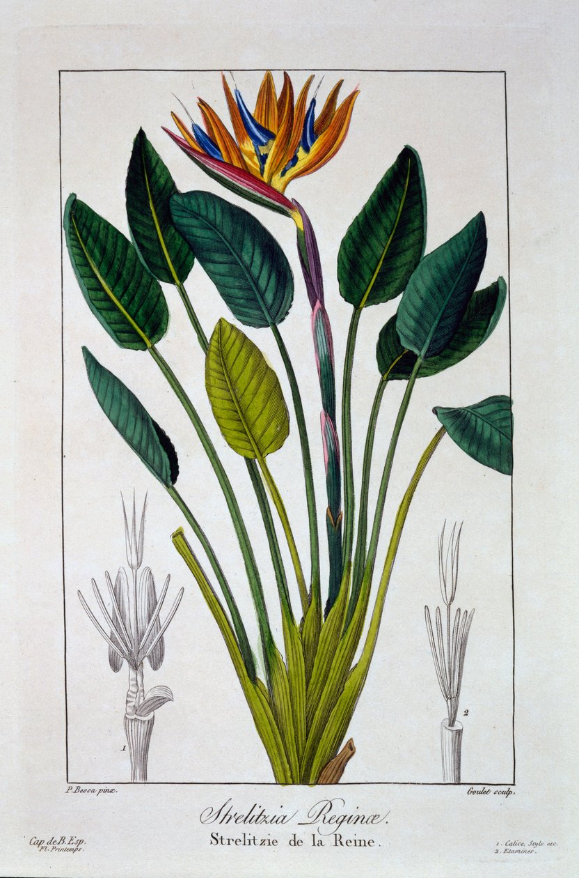 Ave del paraíso o flor de grulla, pub. 1836 de Panacre Bessa