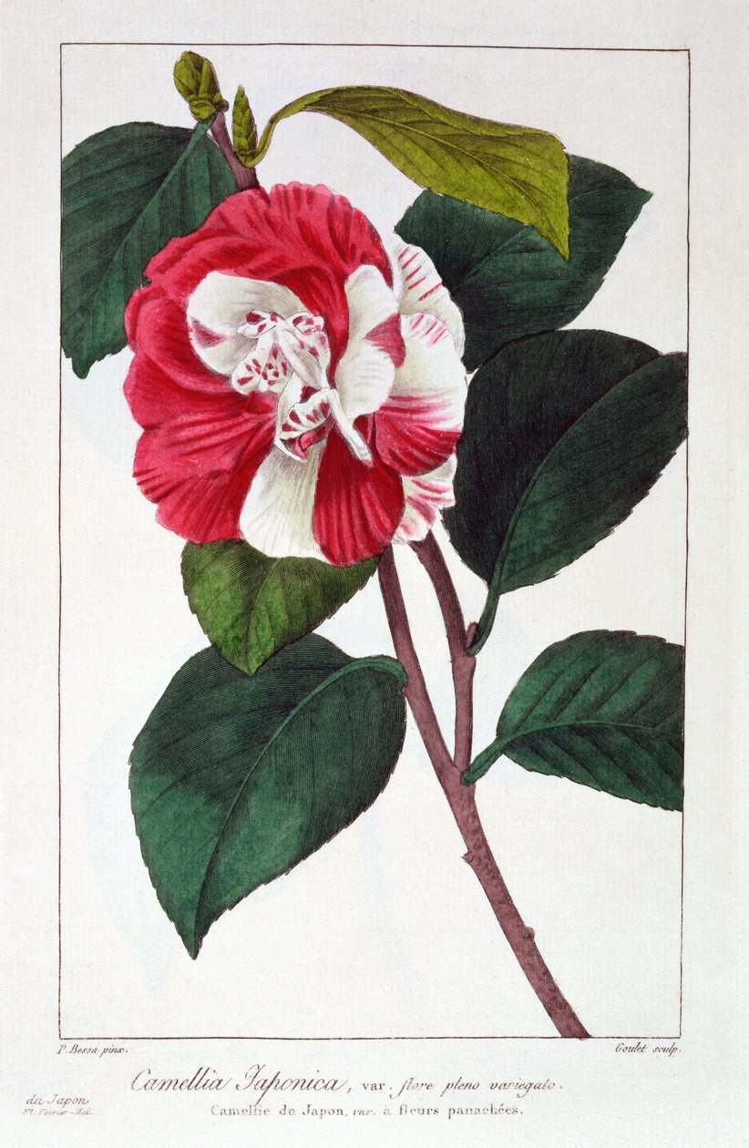 Camellia Japonica, pub. 1836 de Panacre Bessa