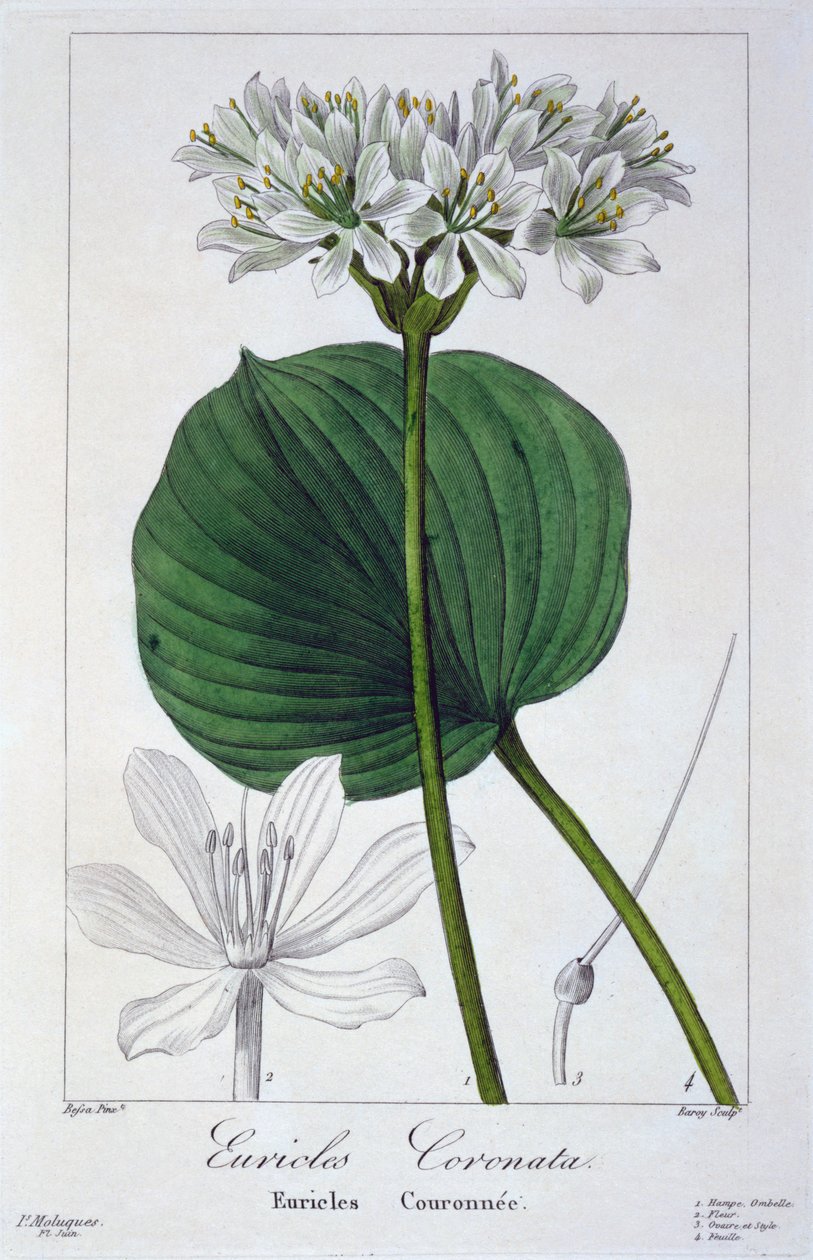 Euricles coronata, pub. 1836 de Panacre Bessa