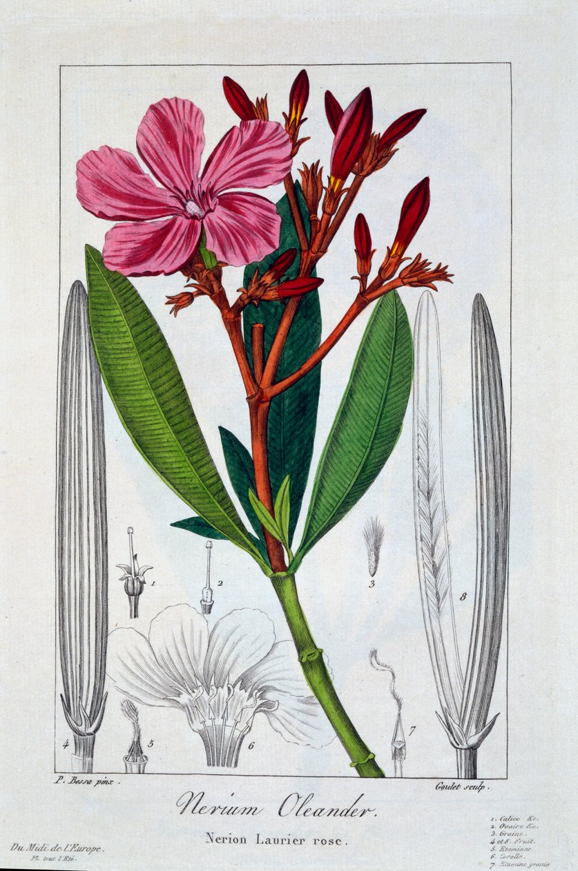 Nerium Oleander de Panacre Bessa