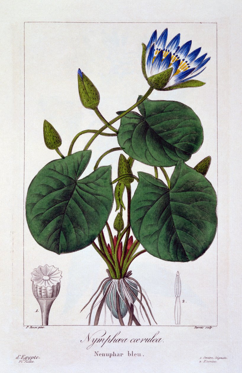 Nymphaea caerulea, pub. 1836 de Panacre Bessa