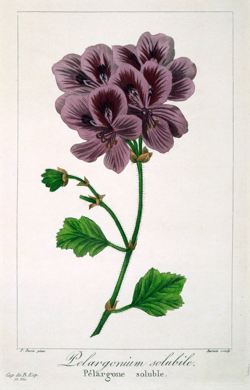 Pelargonium, pub. 1836 de Panacre Bessa