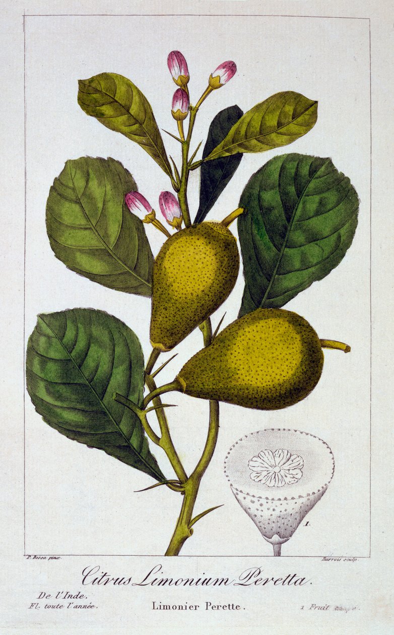 Peretta Limón de Panacre Bessa