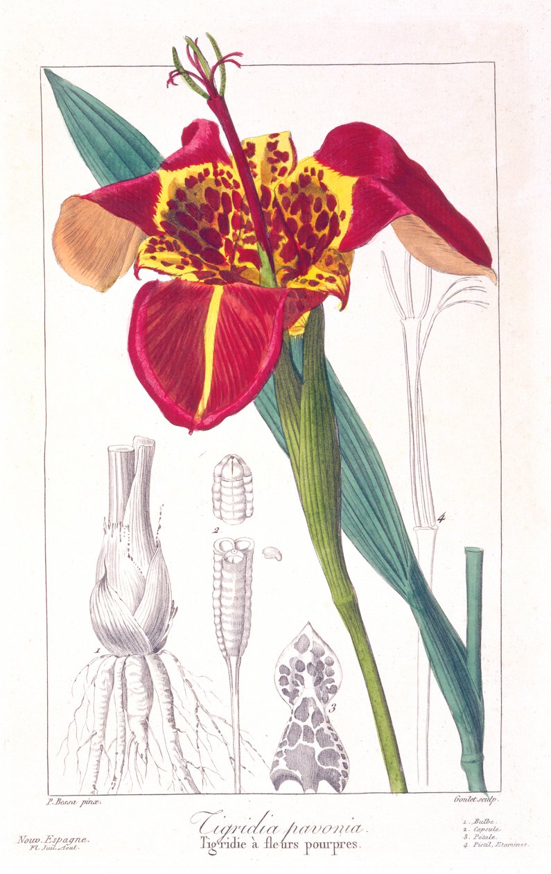 Flor de tigre o flor de pavo real, pub. 1836 de Panacre Bessa