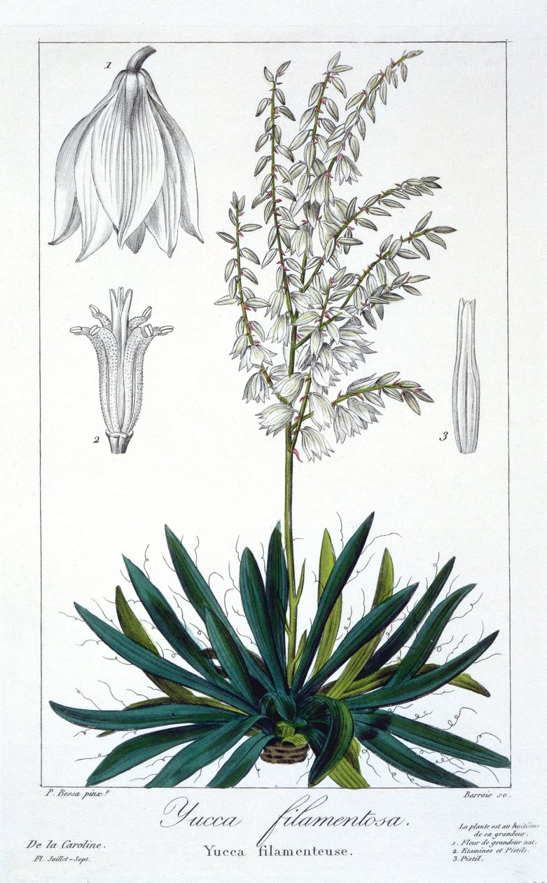 Yucca filimentosa, pub. 1836 de Panacre Bessa