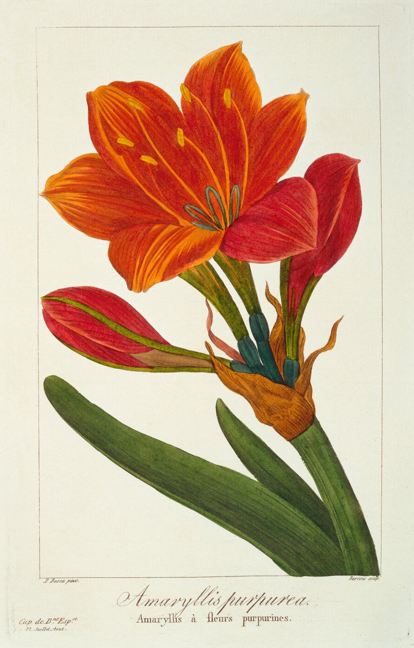 Amaryllis purpurea, 1836 de Pancrace Bessa