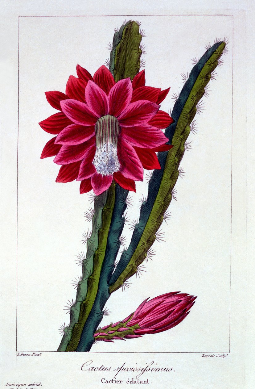 Cactus, 1836 de Pancrace Bessa