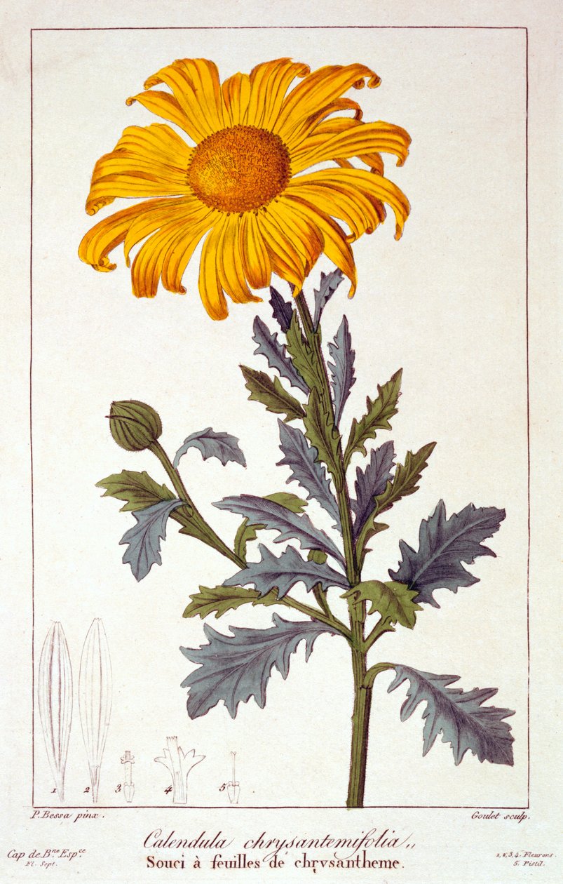 Caléndula officinalis, o caléndula, 1836 de Pancrace Bessa
