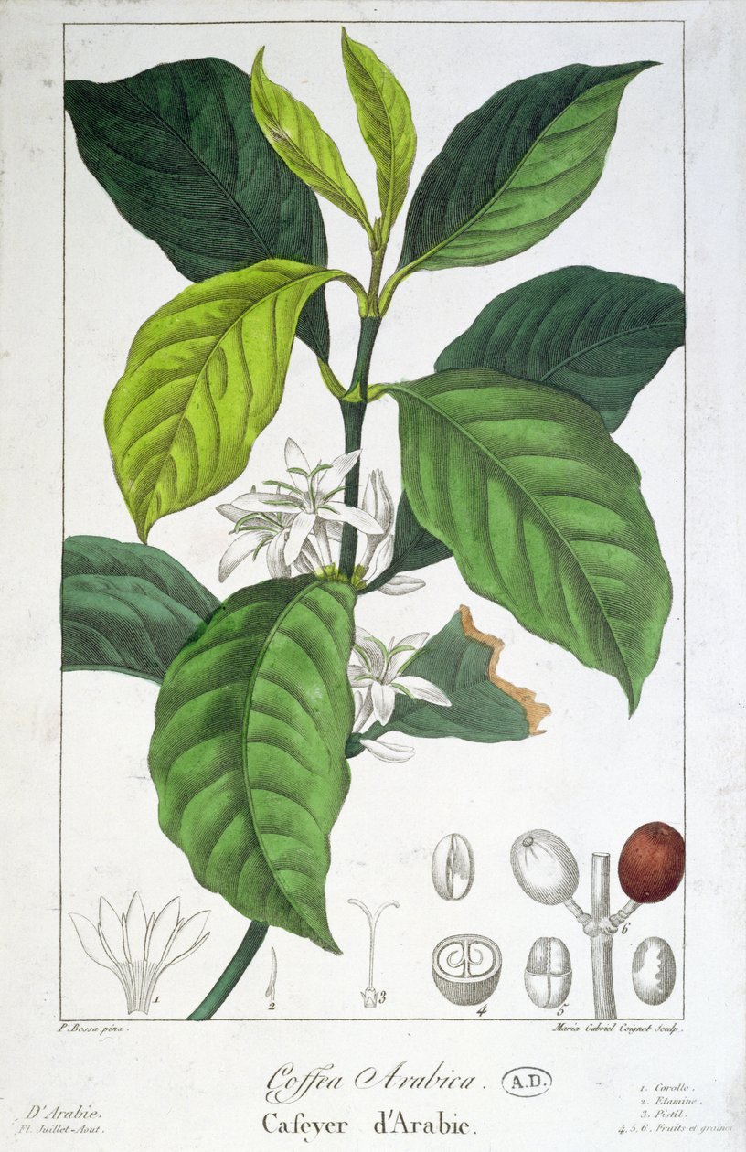 Coffea Arabica (Café) grabado por Maria Gabriel Cogniet de Pancrace Bessa