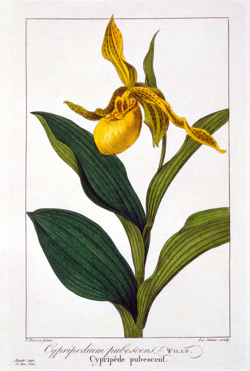 Cypripedium, 1836 de Pancrace Bessa